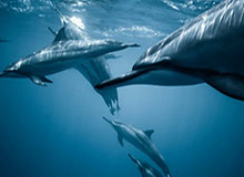 开云-周琦谈朱俊龙被对手钻：这球在CBA肯定是违体 但亚洲裁判不这么吹